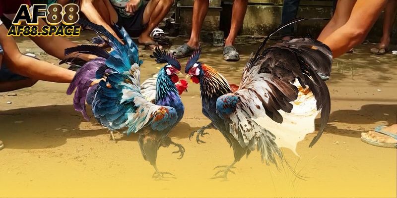 Các yếu tố tạo nên sức hấp dẫn của đá gà Campuchia